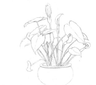 滴水觀音的素描畫(huà)法步驟03
