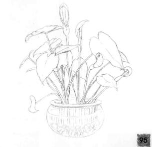 滴水觀音的素描畫(huà)法步驟04