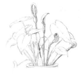 滴水觀音素描畫(huà)線稿畫(huà)法步驟01