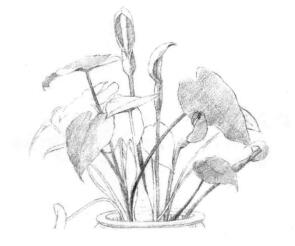 滴水觀音素描畫(huà)線稿畫(huà)法步驟02