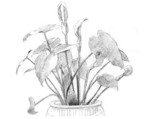 滴水觀音素描畫(huà)線稿畫(huà)法步驟03