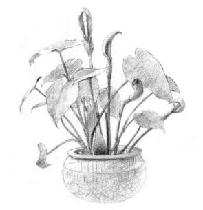 滴水觀音素描畫(huà)線稿畫(huà)法步驟04