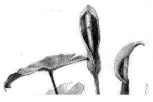 滴水觀音素描逐個(gè)細(xì)化畫(huà)法步驟05