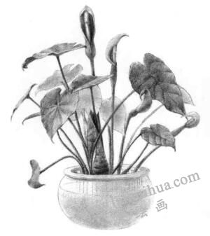 滴水觀音素描逐個(gè)細(xì)化畫(huà)法步驟08