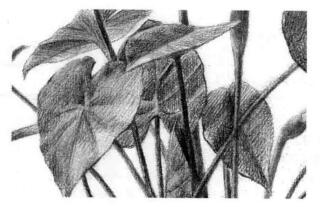 滴水觀音素描逐個(gè)細(xì)化畫(huà)法步驟09