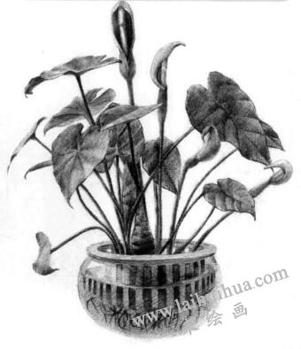 滴水觀音素描逐個(gè)細(xì)化畫(huà)法步驟12