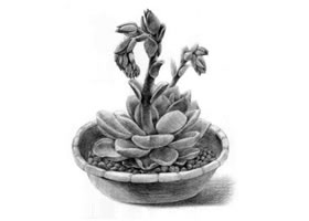 石蓮花的素描畫法