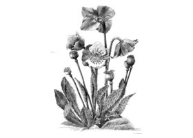 藍(lán)罌粟的素描畫法