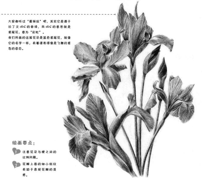 藍鳶尾的素描畫法