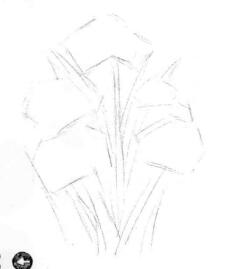 藍鳶尾的素描畫線稿畫法步驟02