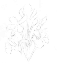 藍鳶尾的素描畫線稿畫法步驟03