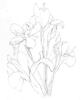 藍鳶尾的素描畫線稿畫法步驟04