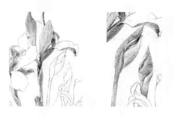 藍鳶尾的素描鋪大色畫法步驟03