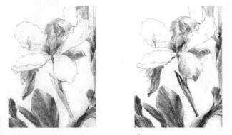 藍鳶尾的素描逐個細化畫法步驟02