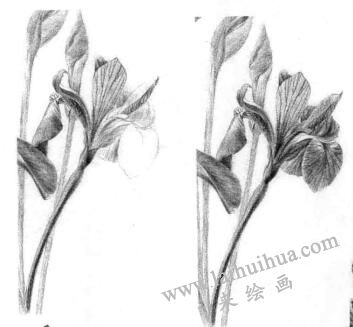 藍鳶尾的素描逐個細化畫法步驟05