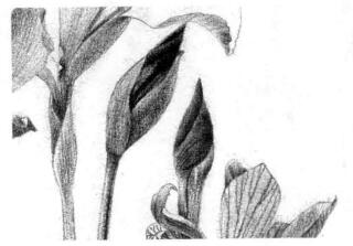 藍鳶尾的素描逐個細化畫法步驟06