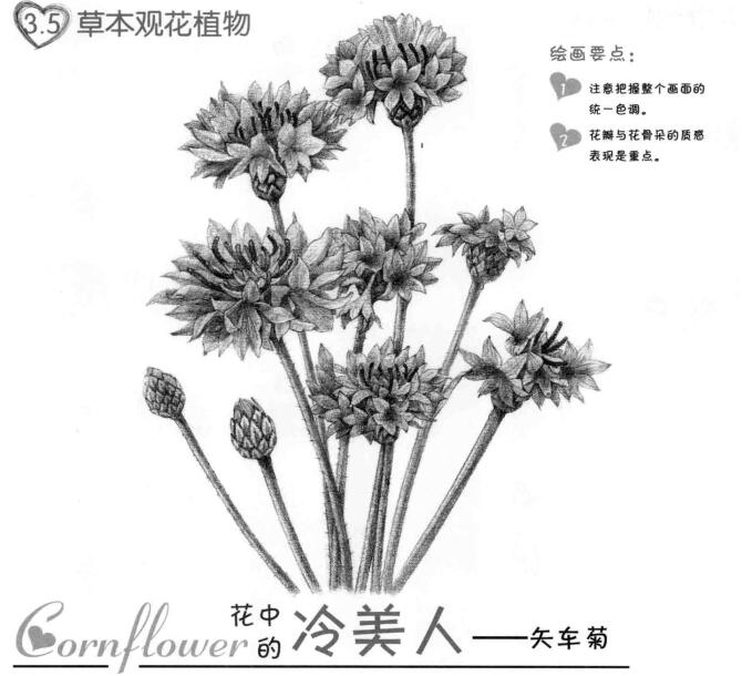 矢車菊的素描畫(huà)法