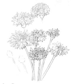 矢車菊的素描畫(huà)線稿畫(huà)法步驟03