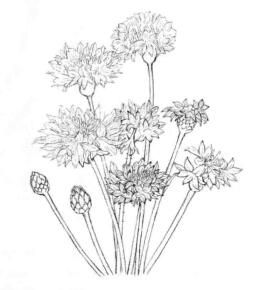 矢車菊的素描畫(huà)線稿畫(huà)法步驟04