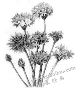 矢車菊的素描逐個(gè)細(xì)化畫(huà)法步驟08