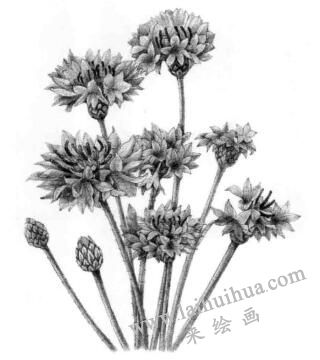 矢車菊的素描畫(huà)法