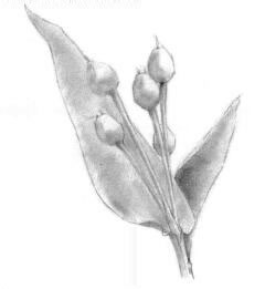 薏米的素描畫法，薏苡的素描畫法步驟02，鋪大色