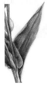 薏米的素描畫法，薏苡的素描畫法步驟01，逐個細化