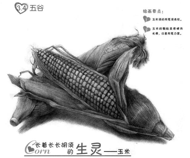 玉米的素描畫法