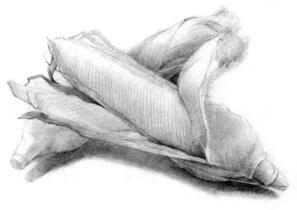 玉米的素描畫法步驟03，鋪大色