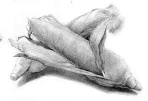 玉米的素描畫法步驟04，鋪大色