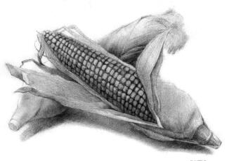 玉米的素描畫法步驟04，逐個細化