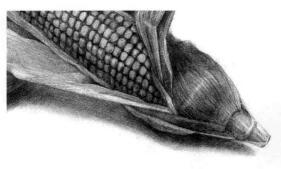 玉米的素描畫法步驟09，逐個細化