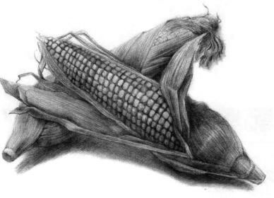 玉米的素描畫法步驟11，逐個細化