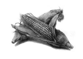 玉米的素描畫法
