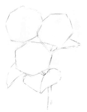 葵花的素描畫法步驟02，畫線稿