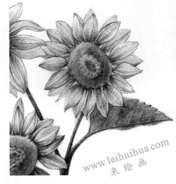 葵花的素描畫法步驟09，逐個(gè)細(xì)化