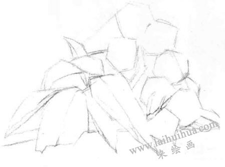 山核桃的素描畫法步驟02，畫線稿