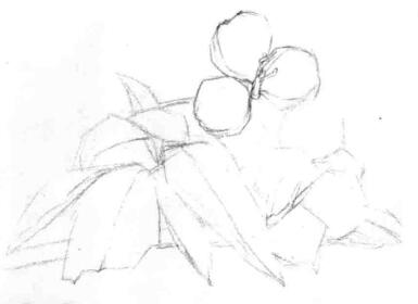 山核桃的素描畫法步驟03，畫線稿