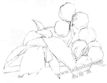 山核桃的素描畫法步驟04，畫線稿