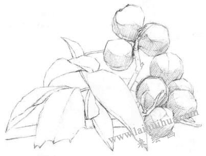 山核桃的素描畫法步驟01，鋪大色