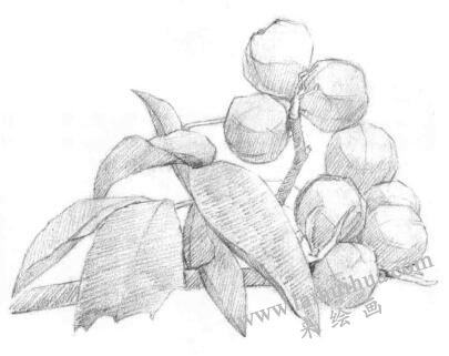 山核桃的素描畫法步驟02，鋪大色