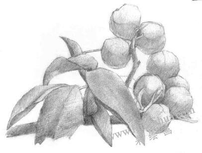 山核桃的素描畫法步驟03，鋪大色