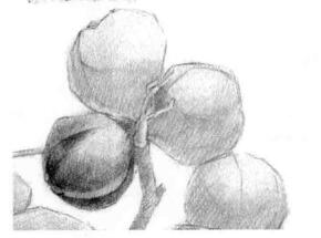 山核桃的素描畫法步驟01，逐個細(xì)化