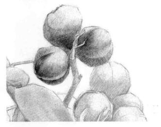 山核桃的素描畫法步驟02，逐個細(xì)化