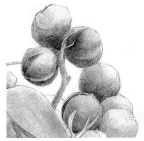 山核桃的素描畫法步驟04，逐個細(xì)化