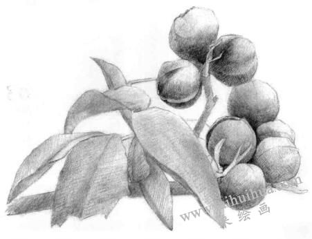 山核桃的素描畫法步驟04，逐個細(xì)化
