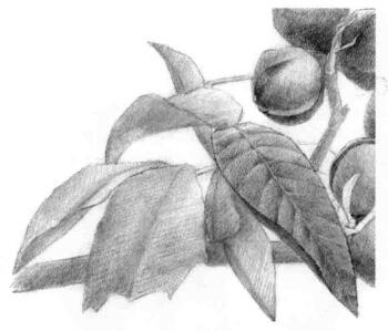 山核桃的素描畫法步驟05，逐個細(xì)化
