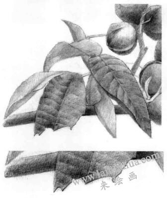 山核桃的素描畫法步驟06，逐個細(xì)化