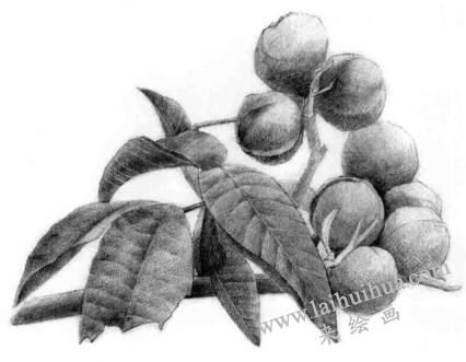 山核桃的素描畫法步驟07，逐個細(xì)化