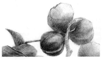 山核桃的素描畫法步驟08，逐個細(xì)化